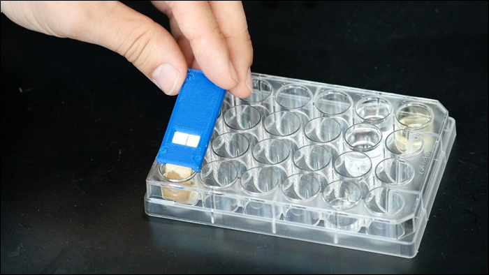 Image of a yeast-based assay that detects fungal pathogens