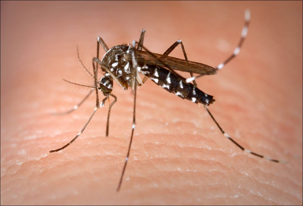 Image of Aedes albopictus mosquito
