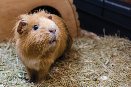 Image of guinea pig