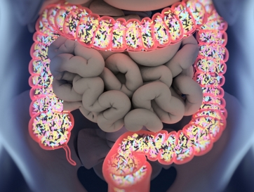 Picture of gut microbiota